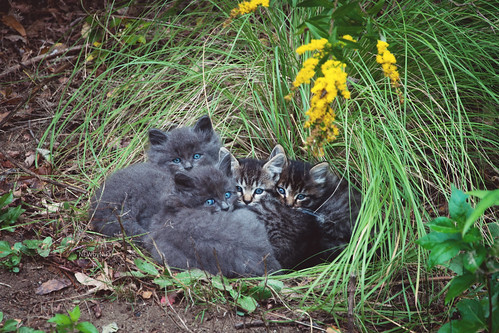 flowers autumn sunset cats cute fall grass animals cat outside kitten babies sweet kitty kittens kitties