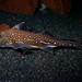 Flickr photo 'Spotted Ratfish' by: brian.gratwicke.