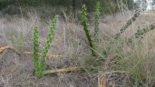 Harrisia Cactus, Harrisia martinii