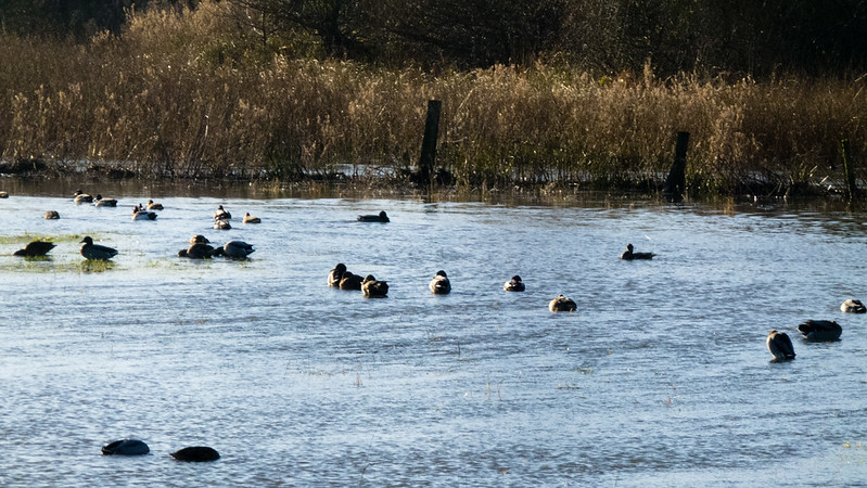 Ducks on a flooded field