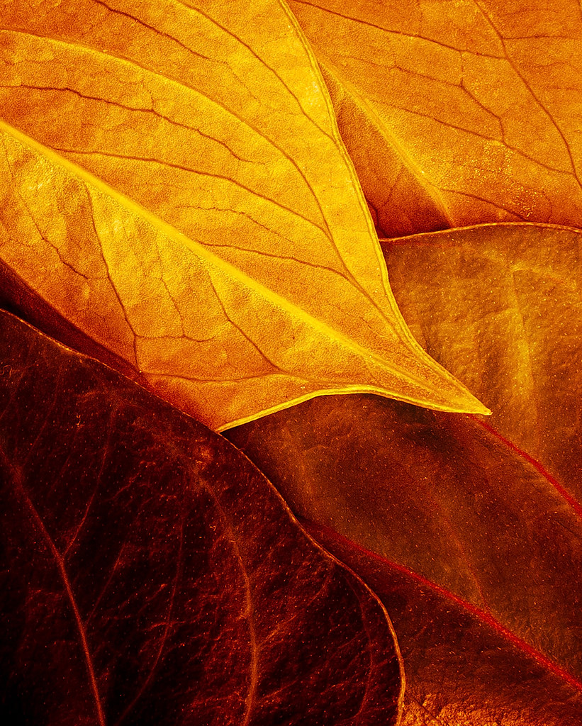 Лист арт. Оранжевые листья. Листья абстракция. Осенние листья абстракция. Красивые листья абстрактные.