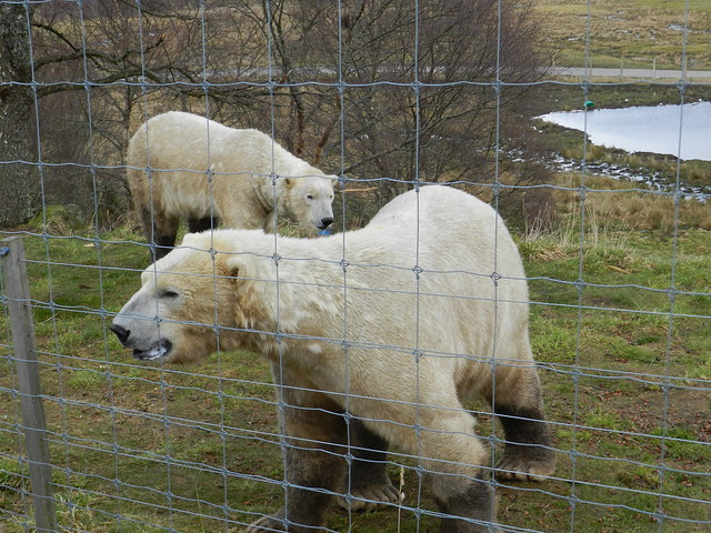 Polar Bears, Highland Wildlike Park, Kincraig, Kimgussie, March 2014