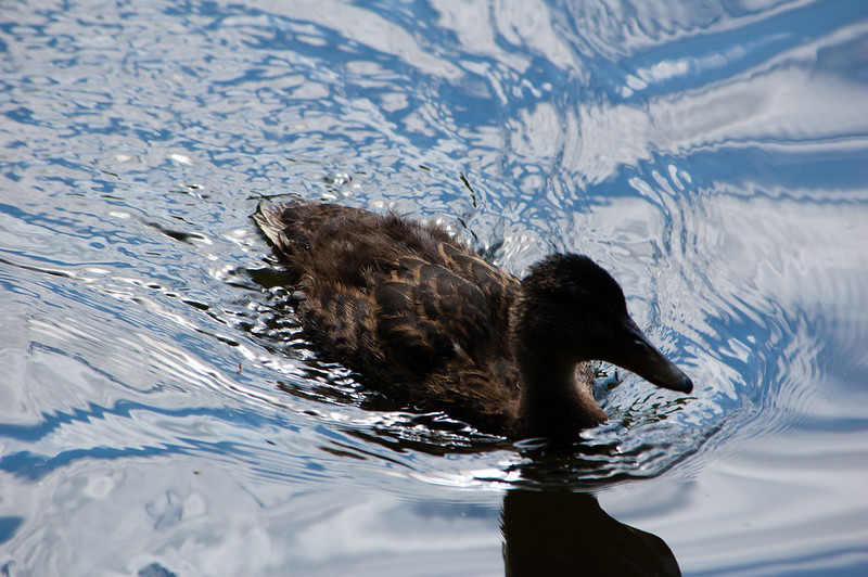Ducklings, getting too bold?