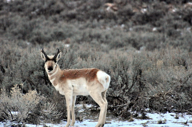 Pronghorn by the east road