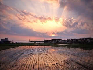 Rice Paddy Sunset in Chiba