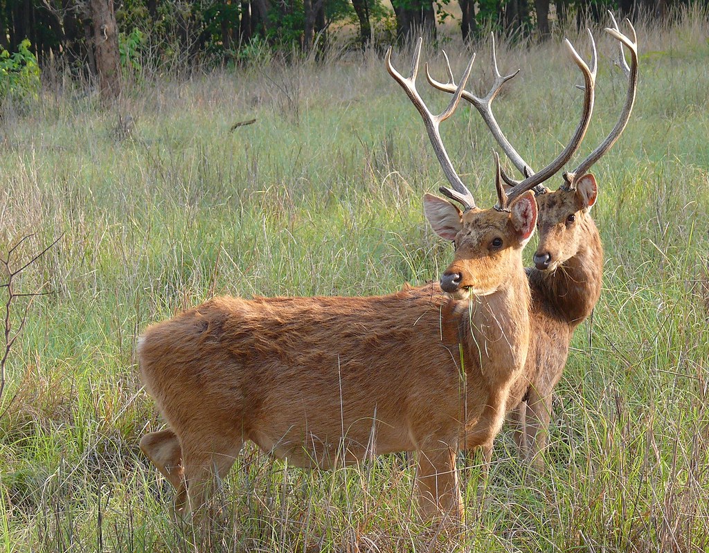 Barasingha Deer (7)