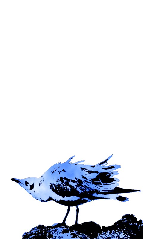 Cute Bird ガラケー携帯の壁紙サイズです 480 800 Pix Yukyco Flickr