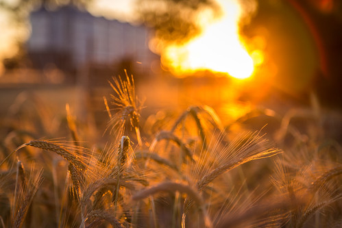 sunset sun farm wheat victoria silo