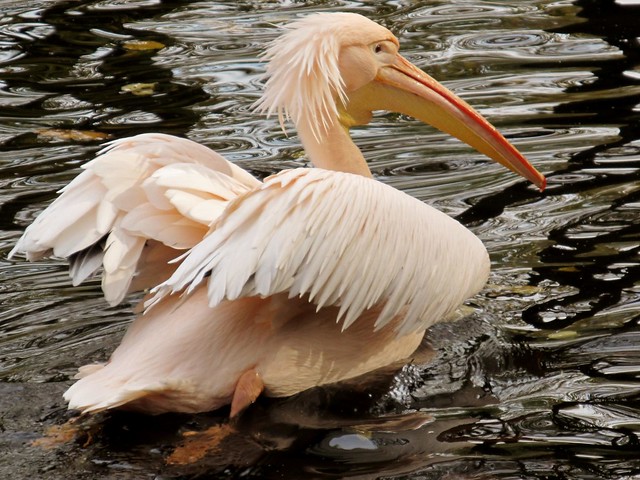 rosy pelican***Rosapelikan***Pelecanus onocrotalus