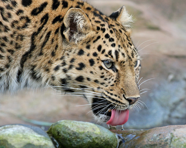 Amur Leopard 'Milena'