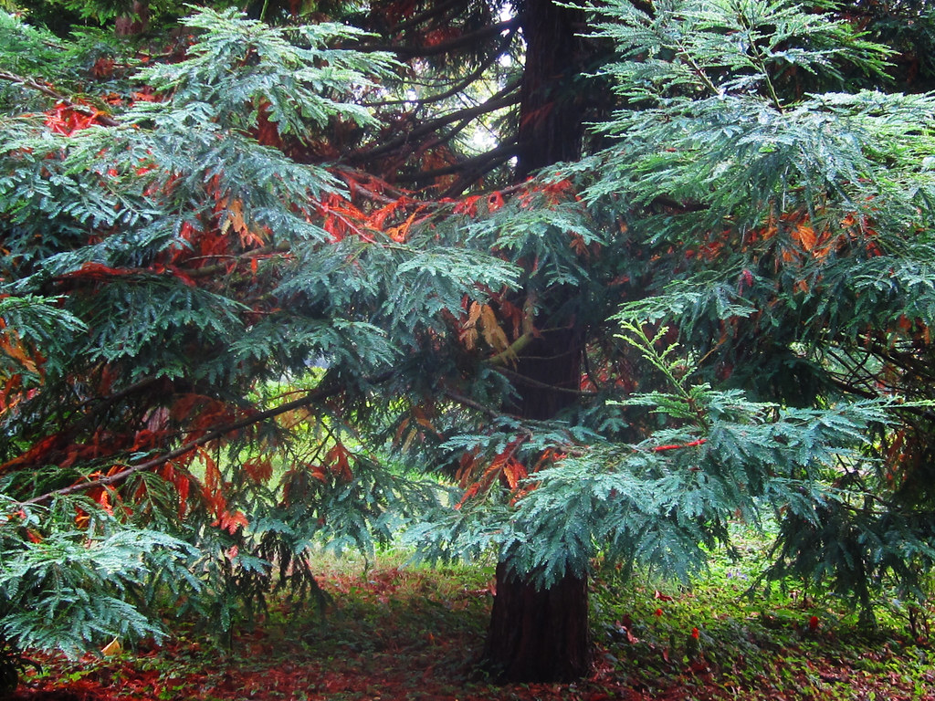 Evergreen Trees with Red Leaves