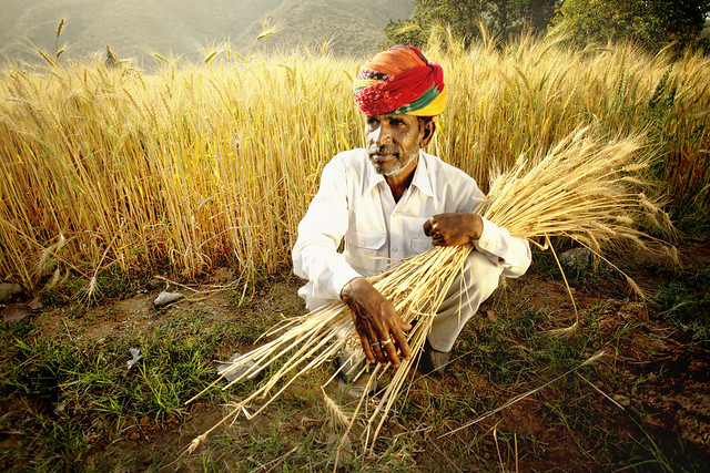 Rajastan Farmer
