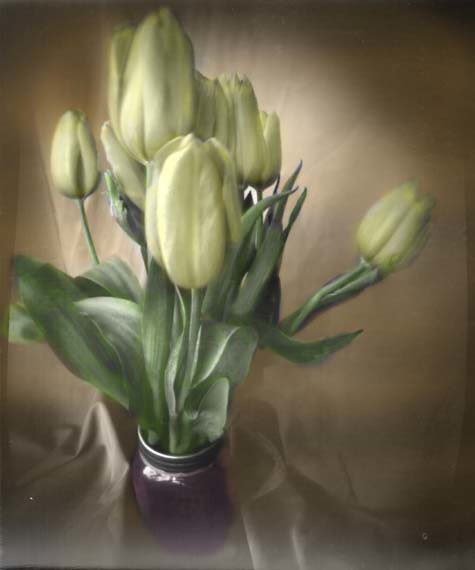 Pinhole Still Life: tulips