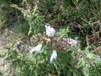 Λεσφακιά το φασκόμηλο της Ψίνθου «Salvia fruticosa» και το «ελληνικό τσάι»