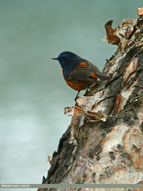 Blue-fronted Redstart (Phoenicurus frontalis)