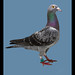 Ryan's Pigeon.jpg