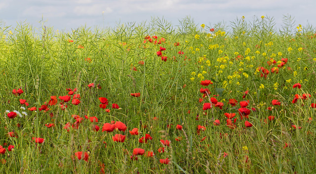 Rapeseed and poppies