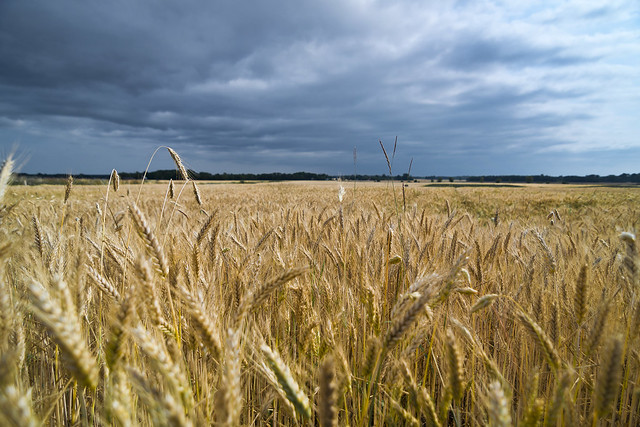Barley field, Burs Källunge, Gotland
