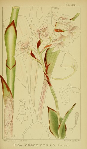 n336_w1150 | Icones orchidearum austro-africanarum extra-tro… | Flickr