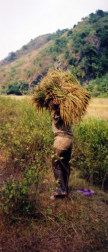 rice gatherer on our hike in Cat Ba