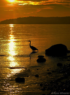 Blue Heron Sunset