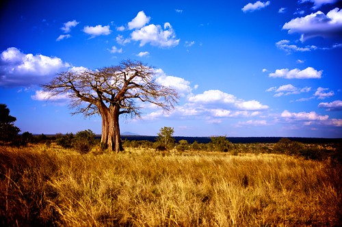 africa sky tree clouds tanzania wildlife safari ciel savannah serengeti nuages arbre couleur baobab tarangire afrique tanzanie savane