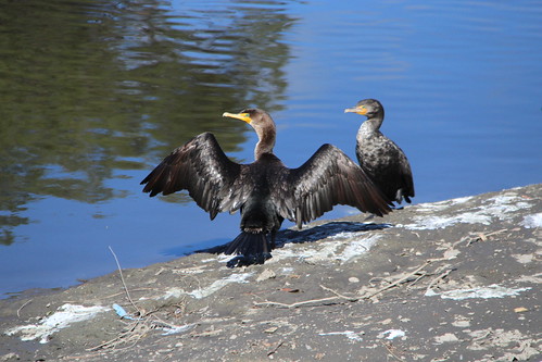 IMG_1166_Double crested cormorants