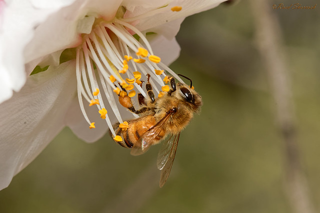 Bee on Almond Blossom