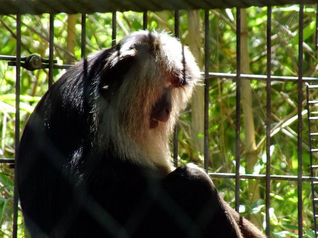 primate at Hattiesburg zoo