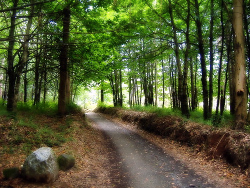 españa naturaleza nature forest way spain coruña europa europe ngc galicia galiza bosque caminodesantiago melide xacobeo camiño terrademelide