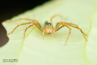 Lynx spider (Hamadruas sp.) - DSC_4924