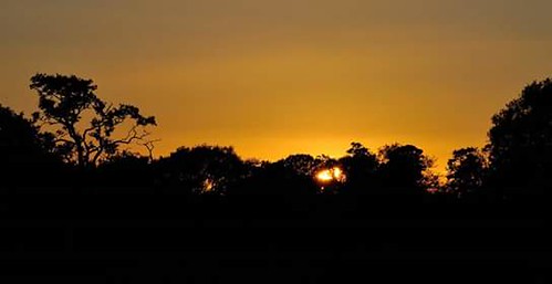 sunset nature silhouette wildlife staffordshire lanscapes 2015 derrington