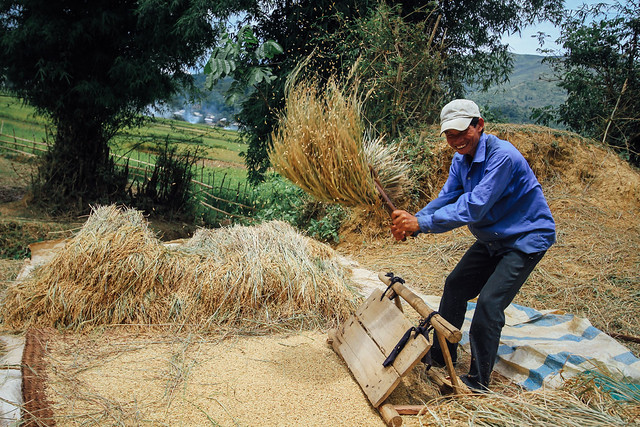 Man Threshing Rice, Lai Châu Vietnam