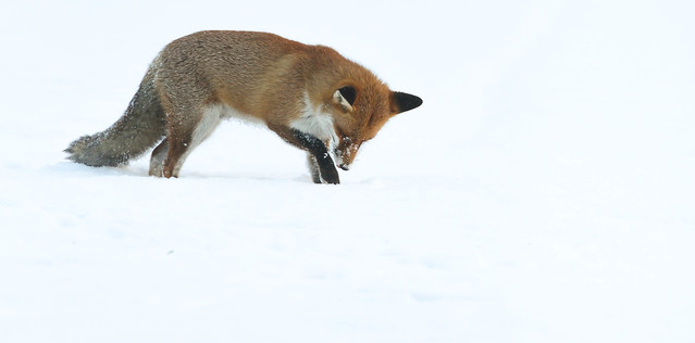 Foraging Snow-Fox