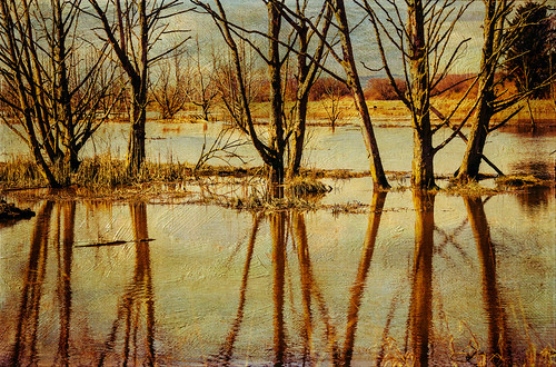 trees texture reflections wetland skagitcounty lenabemanna