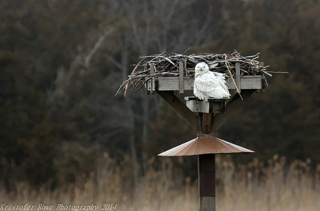 Snowy Owl Imitating Osprey 2