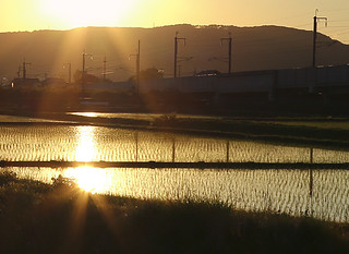 Rice field and the utility pole