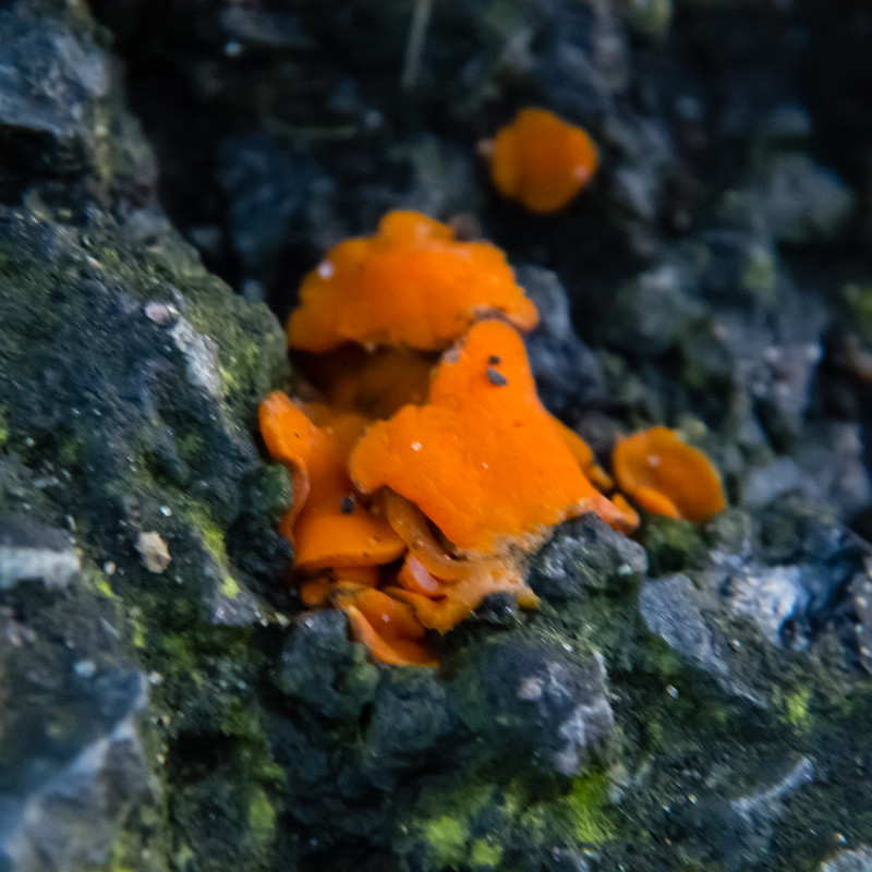 Is this spring orange peel fungus?