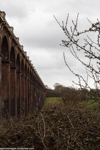 Brambles and viaduct 