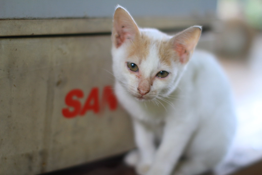 Cat-05
