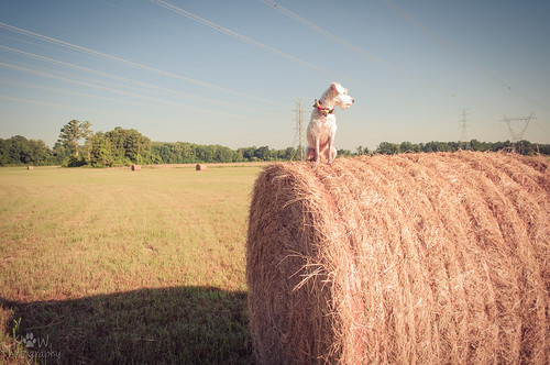 dog beard country bowtie canine schnauzer poodle loki hay maltese bale schnoodle mauzer nikond90