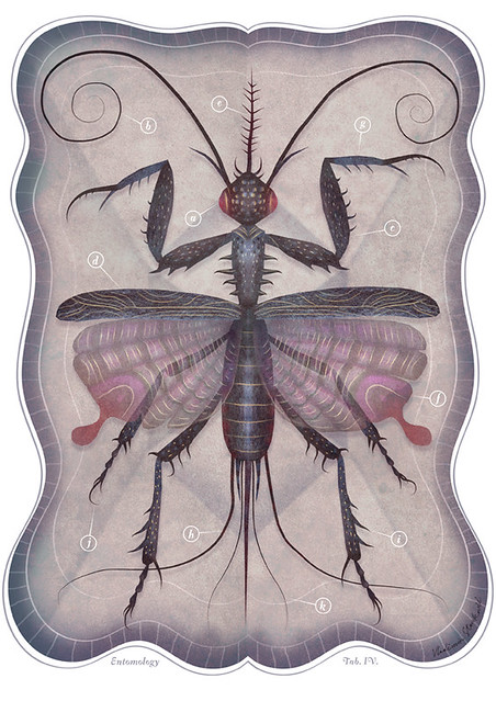 Entomology Tab. IV