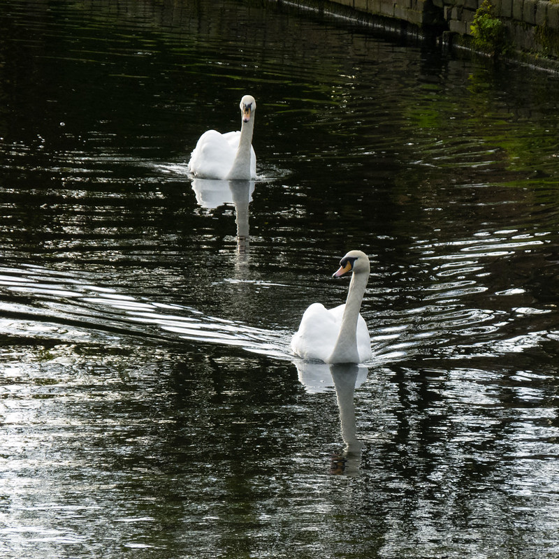 Swans, Swindon