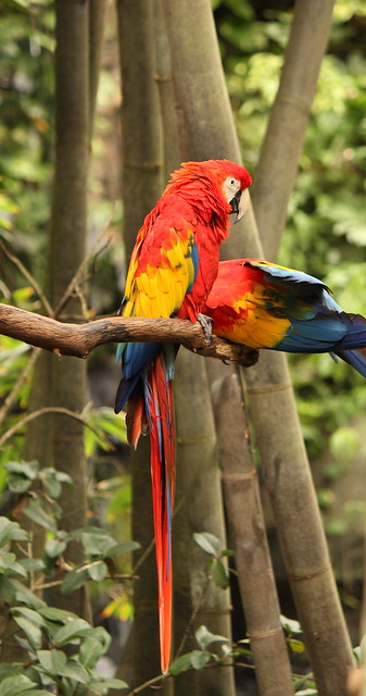 Parrot Animal Kingdom