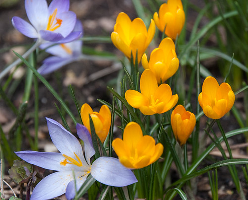 springtime | by chris.x.x...