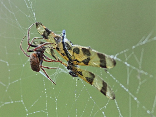 Dragonfly and spider 04-20140323