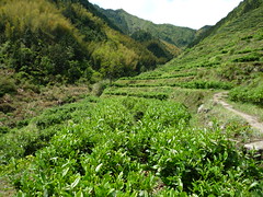 Jardin de Huiming Hong Cha