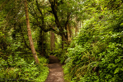 tree green forest washington woods quiet path may peaceful trail whidbeyisland wa curve 2014 culinaryfool 2470mm28 southwhidbeyislandstatepark brendajpederson