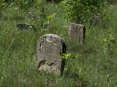 Jewish_cemetery_Sokolow_Malopolski_IMGP4662