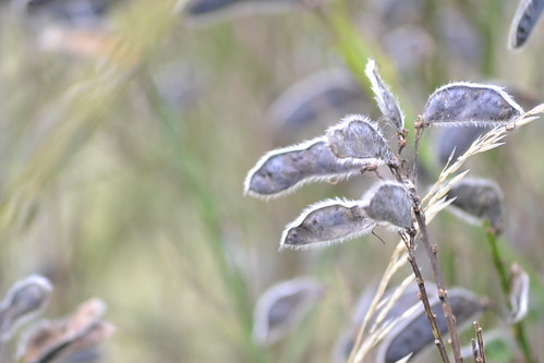 Seed case | by mikenikon1